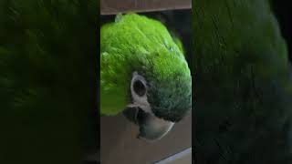 #앵무새 #한스마카우 @13세. 남자. 이름:  지루비…