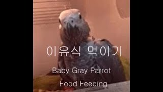 아기 회색 앵무새 이유식 먹이기 [ Baby Gray Parrot Food Feeding ]