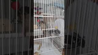 우리 코뉴어 치치 새로운 장난감 종갖고 놀기이 영상,