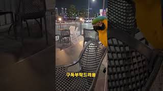 루카랑 광안리 카페 #청금강앵무새