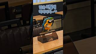 #청금강 앵무새  밥은 이렇게~