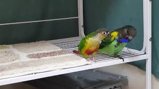 마이어스와 코뉴어♡