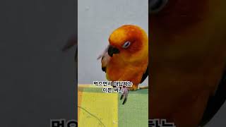 이쁘게 먹고~이쁘게 대답하는 써니!  #썬코뉴어 #parrot #앵무새 #이쁘게 #pretty #먹으면서 #eat #대답 #Answer  #써니