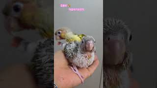 #김용빈#마음의자유천지# 코뉴어 아기새 산청이가 이만큼…