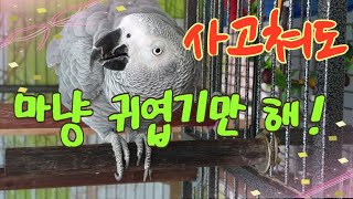 [연구대상똘이뷰] 마이크 고장나서 새로산게 몇번째냐 화…