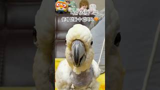 귀여운 얼굴과 그렇지못한 쇳바닥 