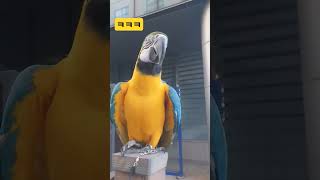 이상한소리하는 루카 #앵무새 #parrot #청금강 #청금강앵무새 #macaw #동물 #animal #마카우