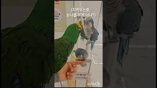 [공뇽뇽]눈나 깨물하는 앵무새한테 하는말?!/뉴기니아/말하는앵무새/ #parrot #talkingparrot /아야안돼