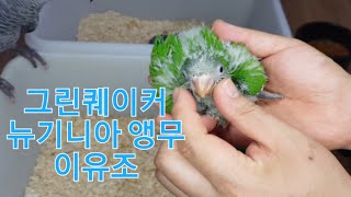 그린퀘이커, 뉴기니아 이유조