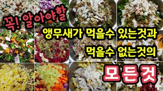 꼭! 알아야할 앵무새 먹거리의 모든것 / 제가 공부했던…