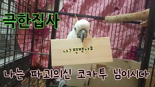 파괴의 신 코카투 님 새장 청소해드리기 대형앵무새장청소