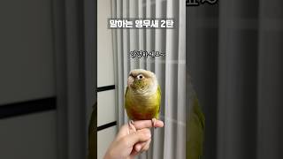 말하는 앵무새 2탄 #코뉴어