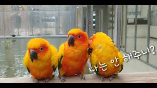 [경주버드파크] 제1화 - 썬코뉴어 친구들의 깃털 고르는 방법!