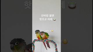 귀여운 앵무새 하트 망고#코뉴어#앵무새#구애행동#먹이토…