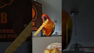 감자튀김 뜯는 썬코뉴어 앵무새 #감자튀김 #감튀 #썬코뉴어 #코뉴어 #앵무새 #감튀무새 #sunconure #parrot #birds #frenchfries