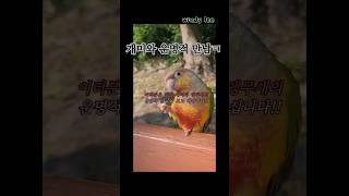 ▪︎우리 만남은 우연이 아니야 #코뉴어 #반려새 #반려조 #앵무새 #내이름은이윈디