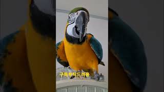 청금강앵무새 #shorts