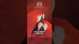 세상에서 가장 아름다운 새 #animals #동물 #금…