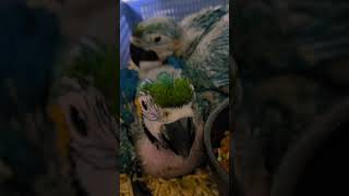 청금강 앵무, 뉴기니아 앵무, 한스마카우, 퀘이커 앵무…