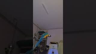 그림자와 싸우는 루카 #macaw #청금강앵무새 #청금…