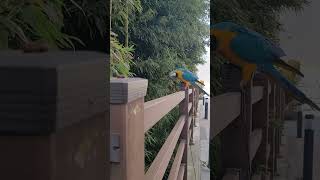 아니 저것은?!! #shorts #청금강 #청금강앵무새 #macaw
