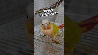 김계란 부리꾸미기 대공개!!      #코뉴어 #앵무새…