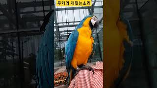 개짖는 소리내는 앵무새 #macaw #청금강 #청금강앵무새 #앵무새