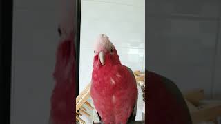 하품따라하는 앵무새가 있다?!