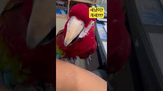 개같은 앵무새? 고양이 같은 앵무새?? #홍금강앵무새 #parrot