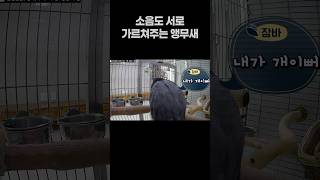 소음도 서로 가르쳐주는 말하는 앵무새  퀘이커앵무새 회…