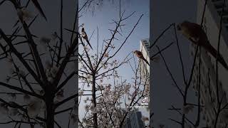 코뉴어 앵무새 앵두 자두 집사 하고 친해져서 잘놀아요 …