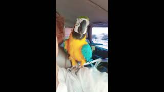 터널 드라이브를 즐기는 앵무새 찬블리