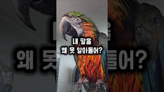 제일 중요한 말을 못 알아들어서 발끈한 앵무새 #말하는앵무새 #앵무새
