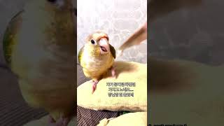 털갈이 중인 앵두 꽁지털은 집사꺼! ❣️#앵무새 #pa…