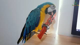 앵무새의 하루 전격공개! 지금 당장 시청가능. #10