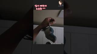 설이는 혼자서도 잘 지내요^^ 으샤으샤 #앵무새 #퀘이…