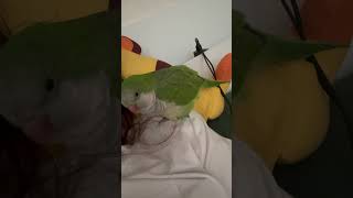 퀘이커앵무새 내 어깨 위에서 자꾸 꾸벅꾸벅 졸아요~
