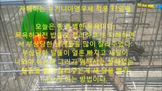 self injury Eclectus parrot th…