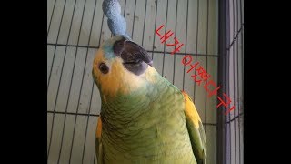 앵무새 심리와 행동 4 (앵무새가 목숨을 건 속임수)