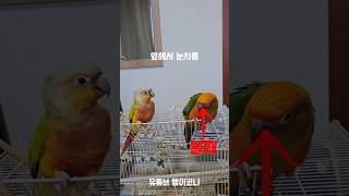 둘째의 서러움 #parrot #앵무새 #코뉴어 #bir…