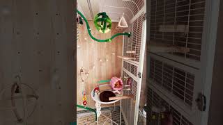 제키하우스 셋팅완료~ #앵무새 #블루코뉴어 #앵테리어 #새장 #bird #cage_birds