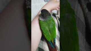 졸린 까미 #앵무새 #그린칙코뉴어 #코뉴어 #코뉴어앵무새 #자는 앵무새