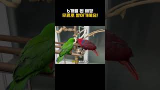 세장 2개 무료로 받아가세요! #앵무새 #반려조 #새 …