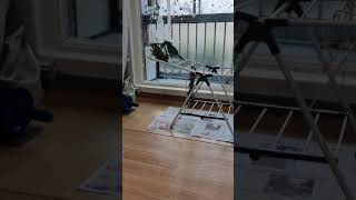 퀘이커 짱구짱아♡