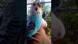 This Amazon bird toy is SO COOL#birds#parrot #birdslover #budgis #lovebirds #budgiegar #cute #health