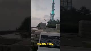 청금강앵무새 바람타고 비행 #shorts
