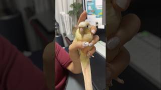 츂 스프레이 #앵무새 #parrot #코뉴어 #cute