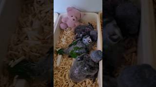 아기앵무새 퀘이커, 한스마카우, 뉴기니아앵무, 청금강 …