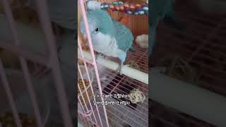 깃털따위 갖다 버려! #퀘이커앵무새 #parrot #반려조 #quakerparrot #앵무새