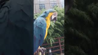 안녕하세요 #macaw #청금강 #청금강앵무새